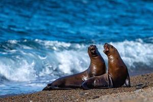 roaring sea lion seal on the beach close up portrait photo