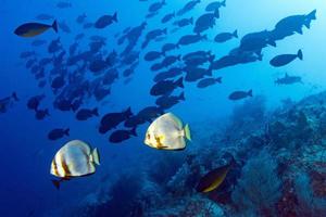 shark Coral rocks and fishes wall underwater landscape panorama photo