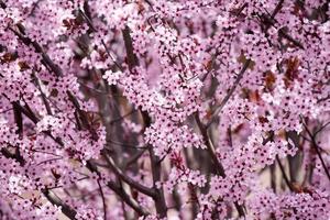 cherry pink blossom on tree branches photo