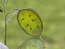 honestidad moonwort flor planta en italia papa monedas dinero foto