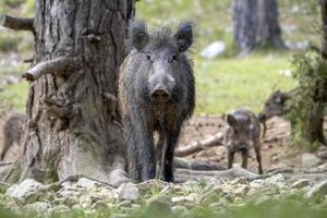wild boar portrait in the forest in summer photo