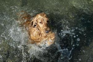 perro cocker spaniel nadando en el agua foto