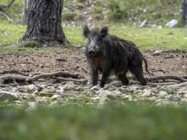 wild boar portrait in the forest in summer photo