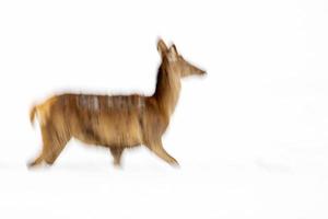 move effect on deer portrait while running on snow background like petroglyph photo