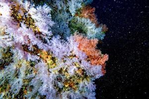 Alcyonarian Soft coral in the black background photo