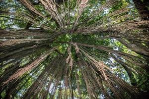 Indonesia giant ficus forest view panorama from above photo