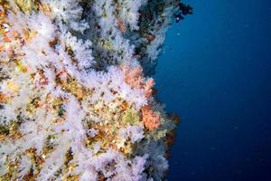 Alcyonarian Soft Coral wall underwater photo