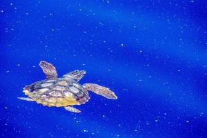 sea turtle in micro plastic sea photo