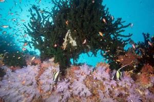 Maldives corals and Fish underwater panorama photo