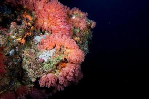 pared de coral blando alcionario bajo el agua foto