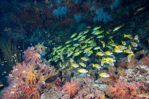 colorful sweet lips fish ln Maldives photo