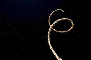 coral de cuerda en el fondo negro juncella juncea en maldivas foto