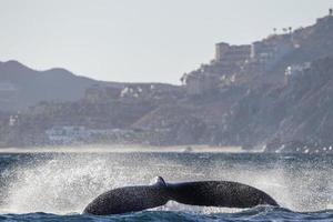 humpback whale slapping tail in cabo san lucas photo