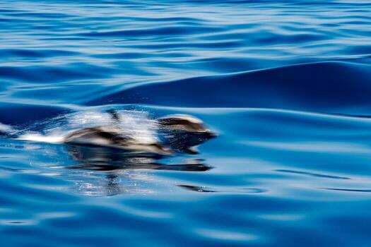 Move effect on Dolphin while jumping in the deep blue sea photo