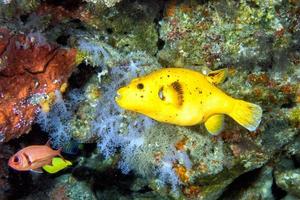 yellow Puffer fish diving indonesia close up photo