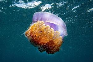 medusa gigante cotylorhiza foto