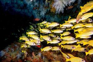 Yellow grouper sweetlips school of fish underwater photo