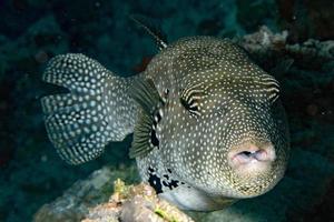 Puffer fish black white spotted close up photo