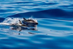 mueve el efecto sobre los delfines mientras saltas en el mar azul profundo foto