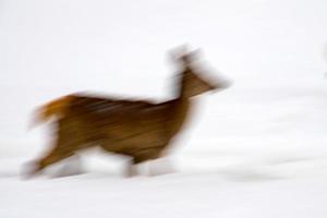 move effect on deer portrait while running on snow background like petroglyph photo