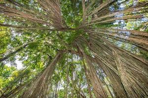 thousand years old tree photo