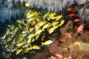 Yellow grouper sweetlips school of fish underwater photo