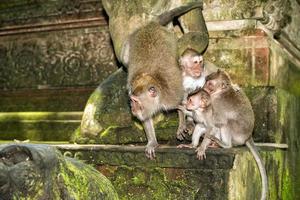 Indonesia macaque monkey ape close up portrait photo