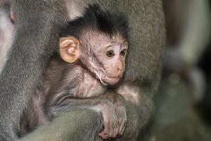 puppy newborm Indonesia macaque monkey ape close photo