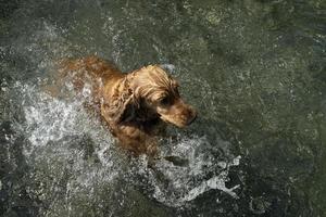 perro cocker spaniel nadando en el agua foto