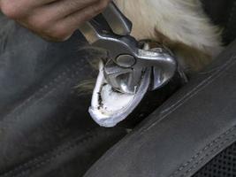 Blacksmith shoeing a donkey and cleaning hoof photo