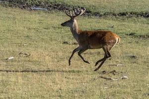 European deer portrait in summer while running photo