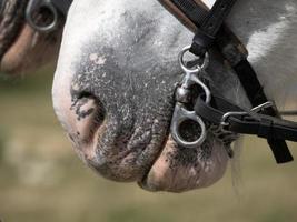 draft working horse close up detail photo