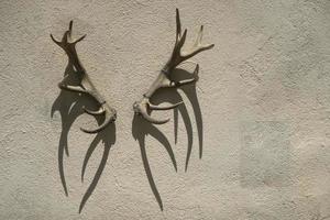 deer antlers on building wall photo