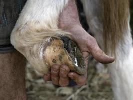 Blacksmith shoeing a donkey and cleaning hoof photo