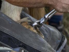 Blacksmith shoeing a donkey and cleaning hoof photo