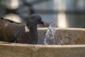 pigeon drinking water in a fountain photo