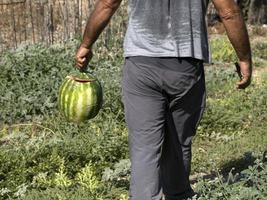 man holding broken watermelon close up detail photo