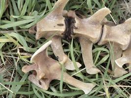 Fallow deer skeleton bones eaten by wold and covered by worms photo