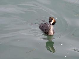 Grebe bird while swimming in garda lake photo