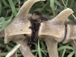 Fallow deer skeleton bones eaten by wold and covered by worms photo