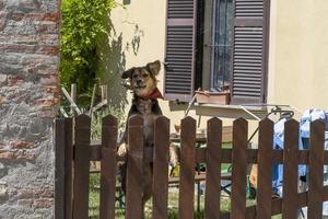 dog defending home from fence photo