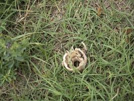 Fallow deer skeleton bones eaten by wold and covered by worms photo