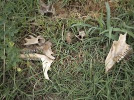 Fallow deer skeleton bones eaten by wold and covered by worms photo