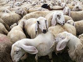 sheep flock in dolomites mountain photo