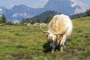 Highlander scotland hairy cow funny portrait photo