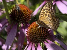 butterfly on Echinacea plant flower close up photo