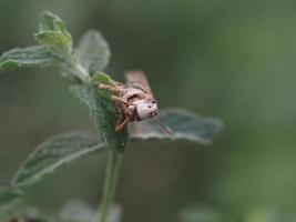 Dead Cricket on a flower macro photo