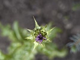 sylibum marianum thistle plant flower close up photo