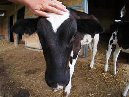 ternera de vaca joven acariciada por la mano humana foto