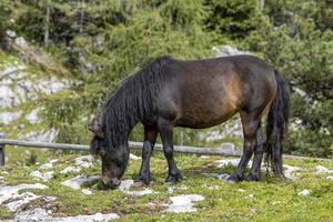 black horse relaxing in dolomites photo